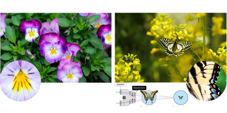 Зображення Бінокль Pentax UP 6.5x21 Papilio II (930260) 930260 - Біноклі Pentax